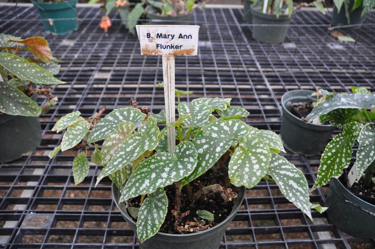 B. ‘Mary Ann Flunker’